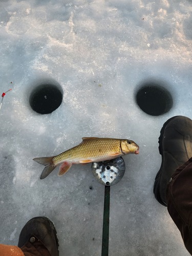 Golden redhorse (Moxostoma erythrurum) — Catostomidae