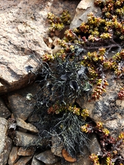 Usnea antarctica