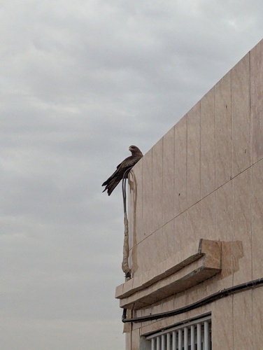 Yellow-billed Kite