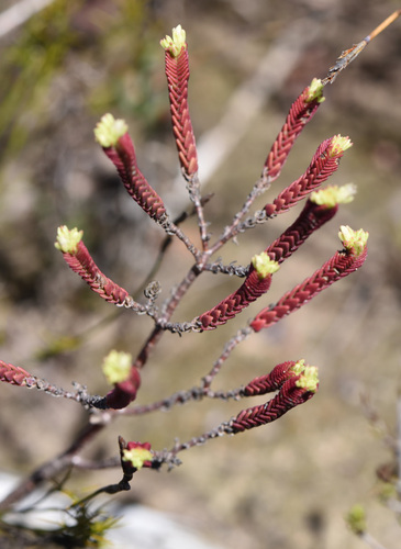 Crassula ericoides
