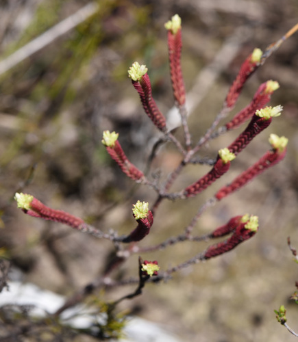 Crassula ericoides
