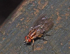 Helinomydaea fuscoflava