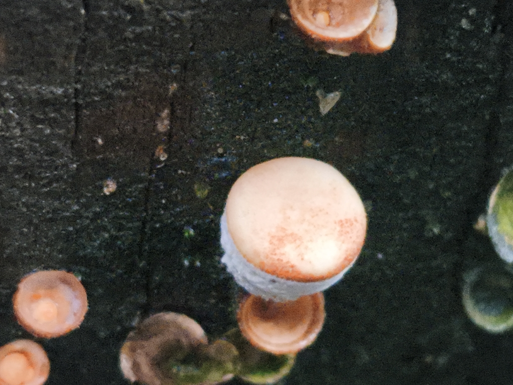 Crucibulum laeve · February 2026 · photo: © jose_castro (iNaturalist, CC)