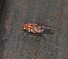 Helinomydaea fuscoflava