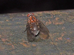 Helinomydaea fuscoflava