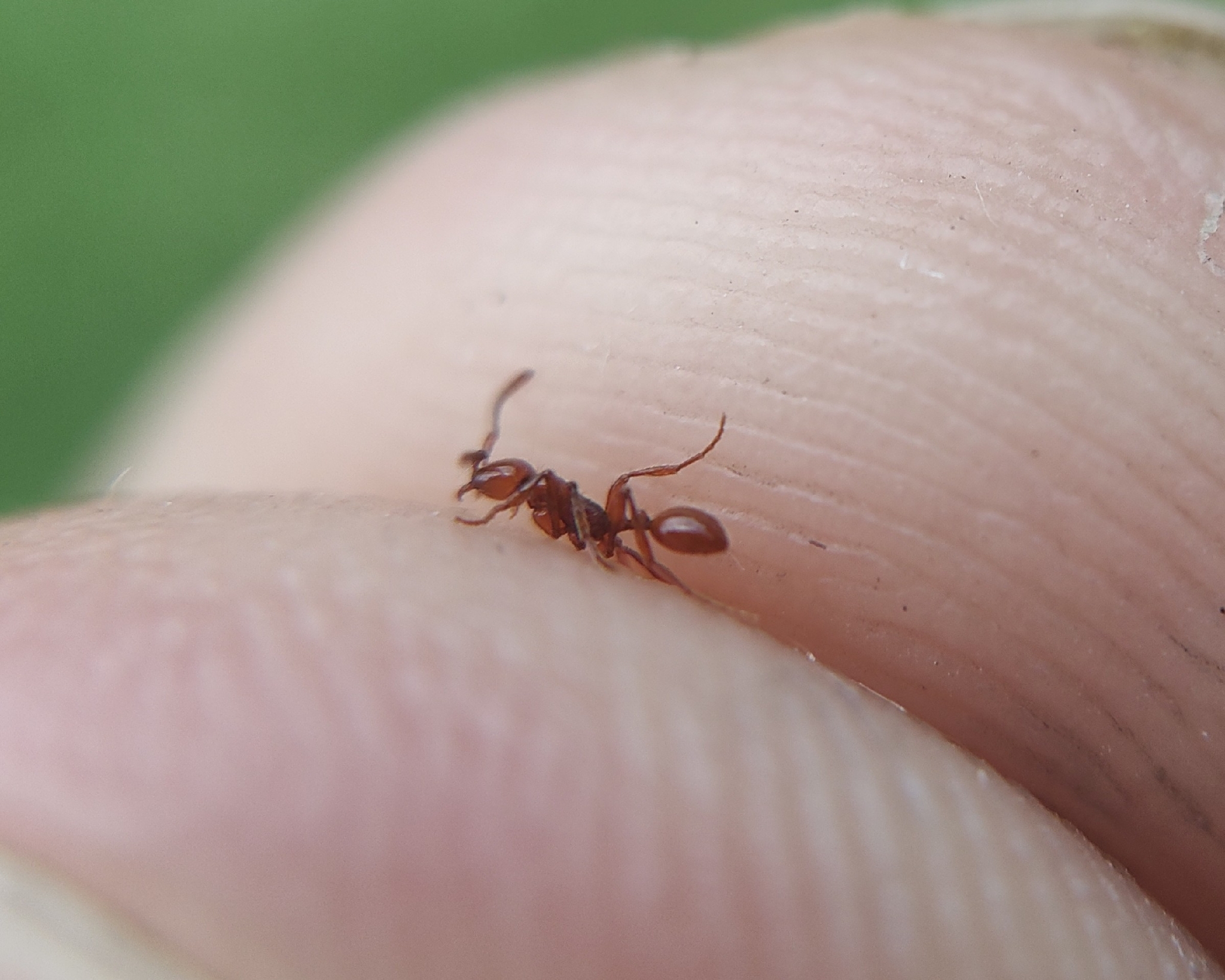 Aenictus kodagura
