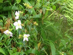 Pterolepis glomerata