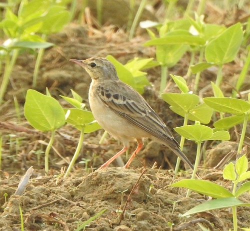 Tawny Pipit (Anthus campestris), photo 8