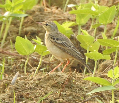 Tawny Pipit (Anthus campestris), photo 9