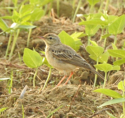 Tawny Pipit (Anthus campestris), photo 10