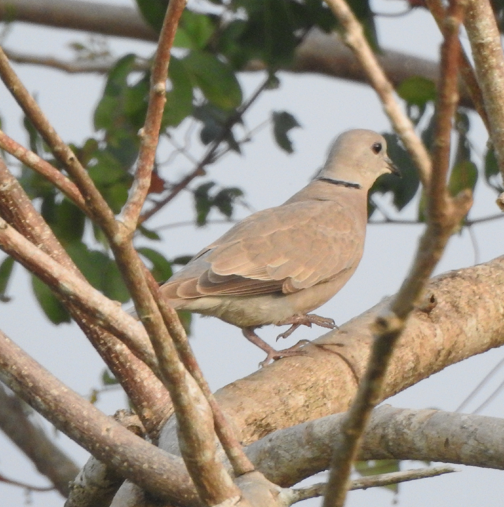Red Collared Dove (Streptopelia tranquebarica), photo 4