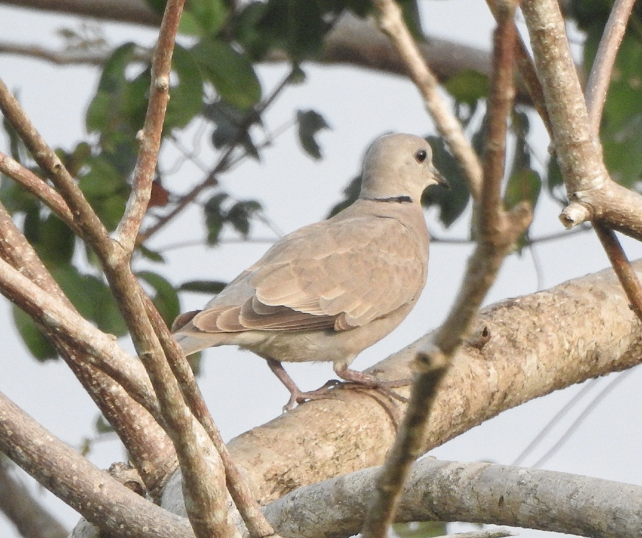 Red Collared Dove (Streptopelia tranquebarica), photo 5