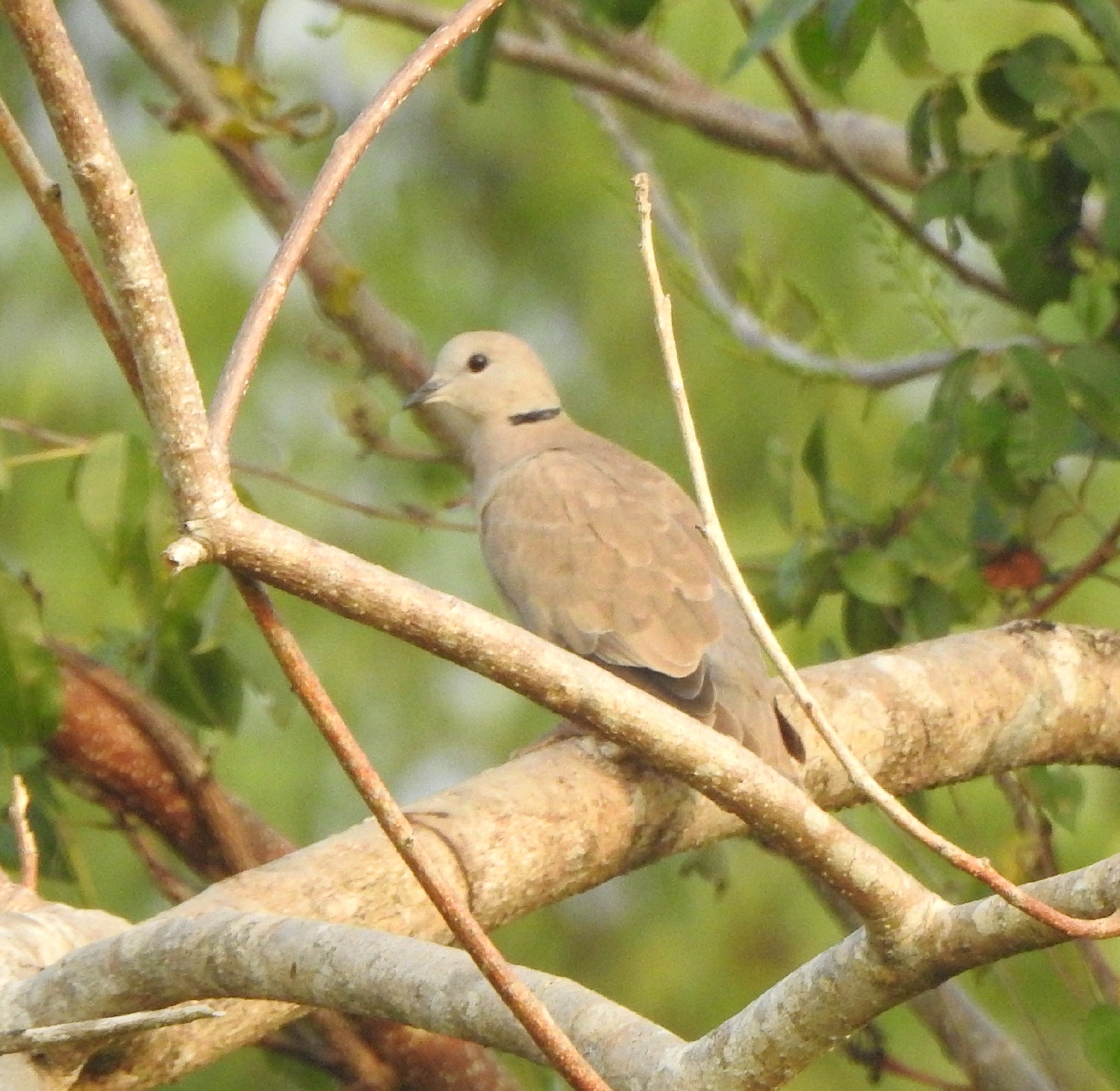Red Collared Dove (Streptopelia tranquebarica), photo 6