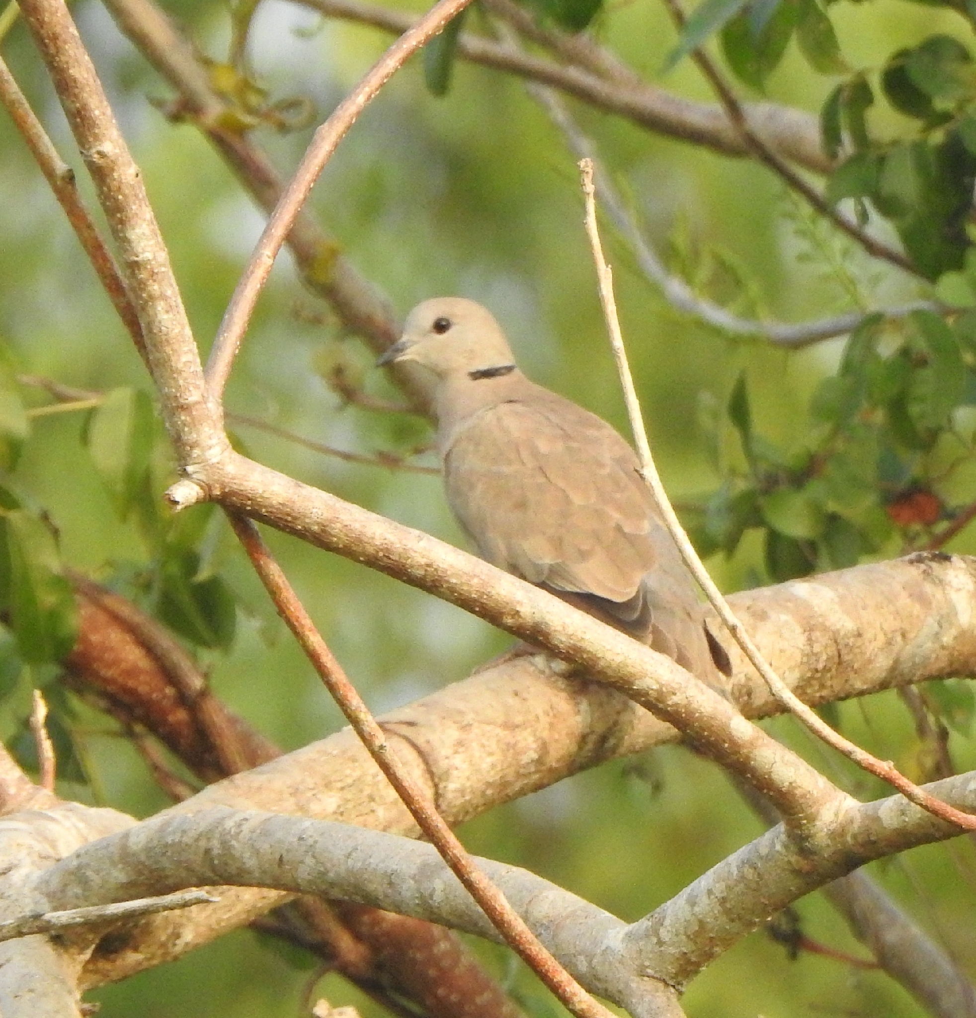 Red Collared Dove (Streptopelia tranquebarica), photo 7