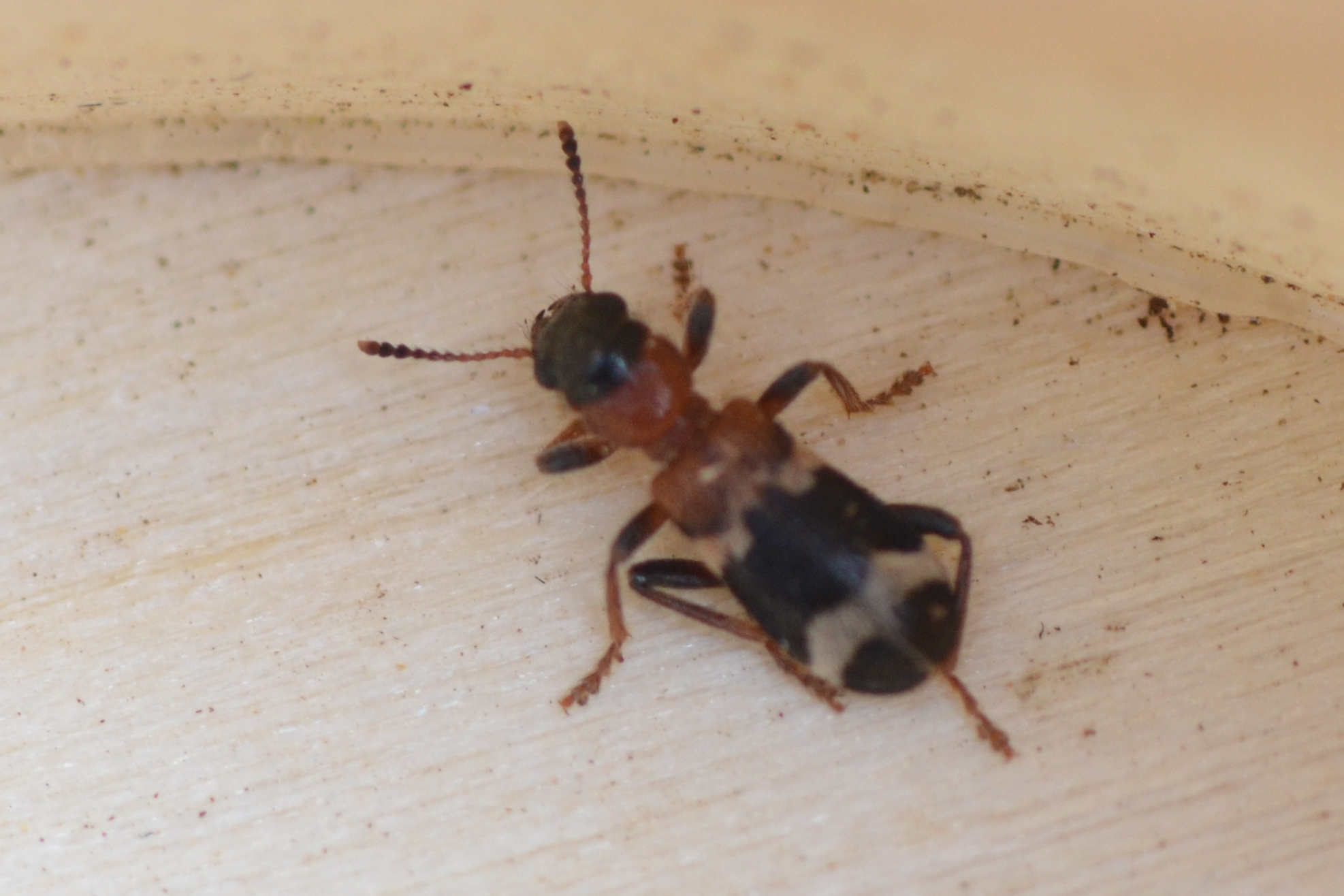Thanasimus femoralis