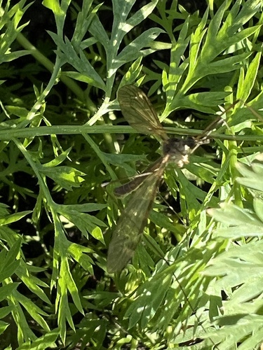Unknown species found near Lester St, Houston, TX, US