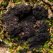 Eyed Mossthorns Lichen - Photo (c) Ken-ichi Ueda, some rights reserved (CC BY), uploaded by Ken-ichi Ueda