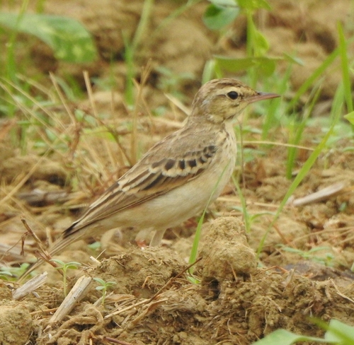Tawny Pipit (Anthus campestris), photo 3