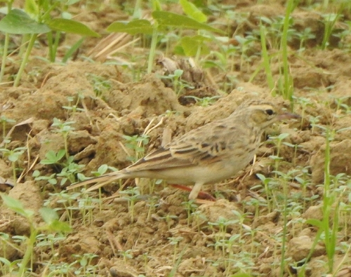 Tawny Pipit (Anthus campestris), photo 4