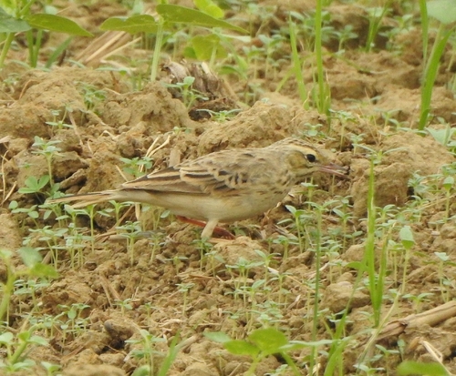 Tawny Pipit (Anthus campestris), photo 5