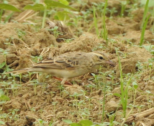 Tawny Pipit (Anthus campestris), photo 6