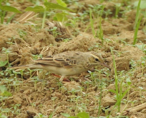 Tawny Pipit (Anthus campestris), photo 7
