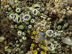 Circinaria contorta