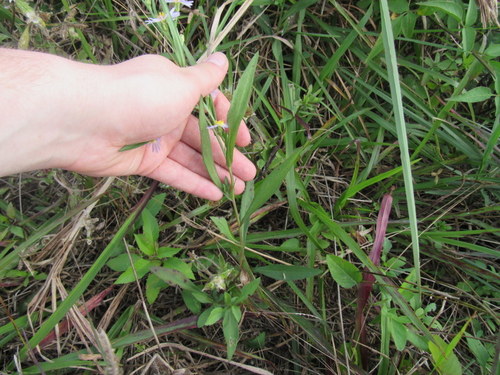 Symphyotrichum simmondsii image
