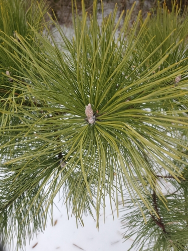 eastern white pine