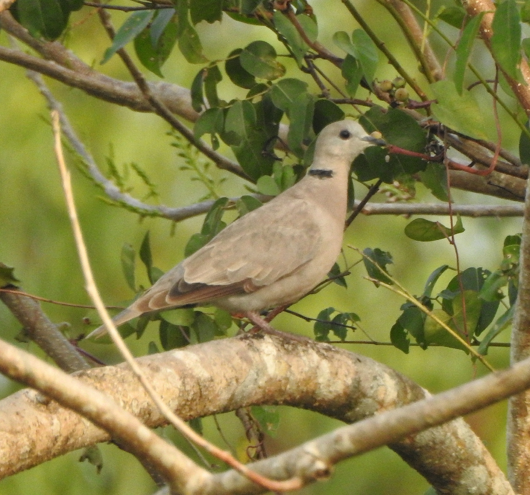 Red Collared Dove (Streptopelia tranquebarica), photo 8