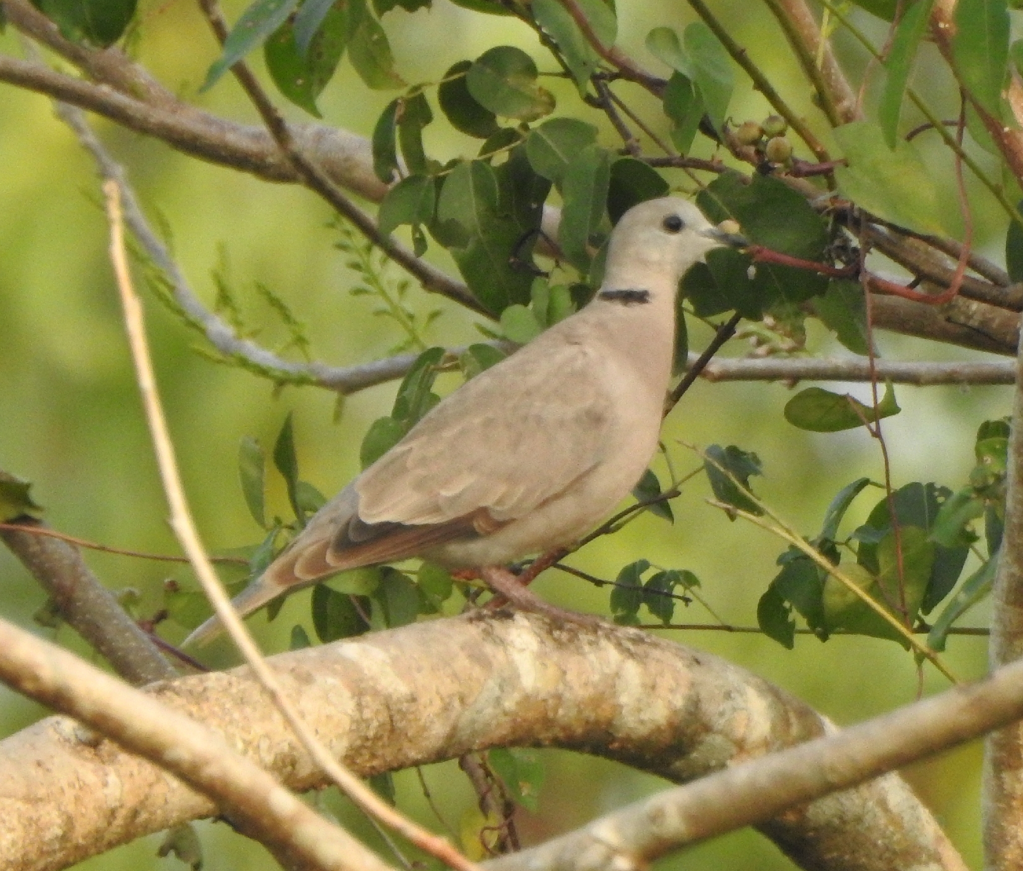 Red Collared Dove (Streptopelia tranquebarica), photo 9