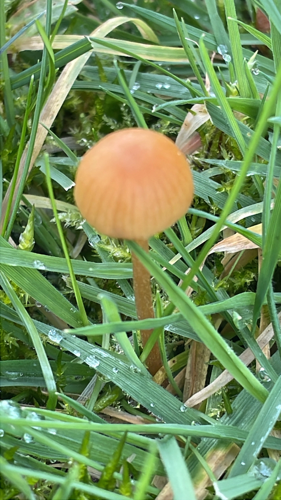 Galerina · February 2026 · photo: © cd9115 (iNaturalist, cc0)