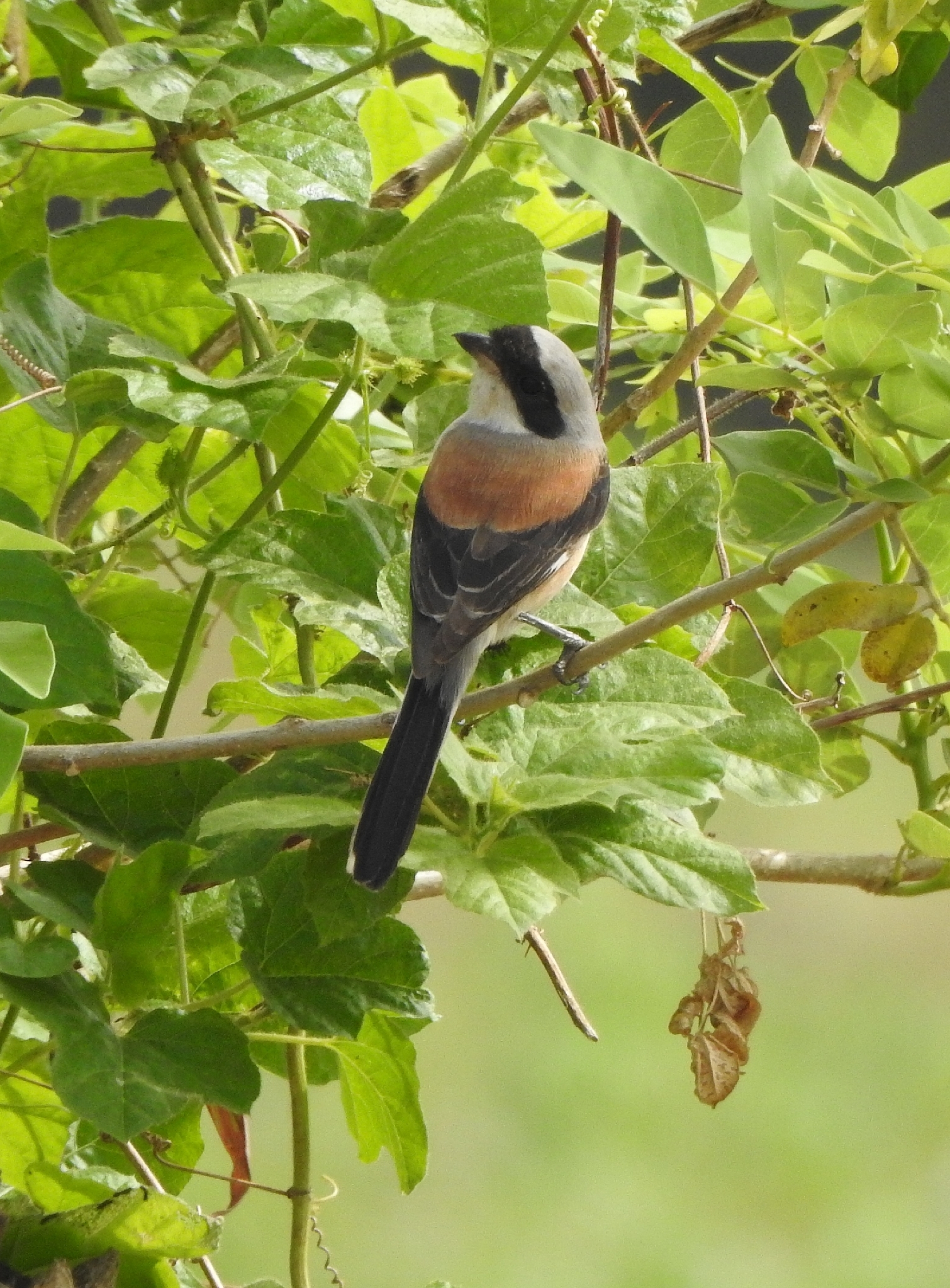 Bay-backed Shrike (Lanius vittatus), photo 1