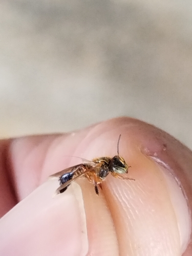 Frieseomelitta varia