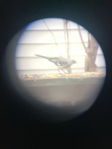 Northern Mockingbird