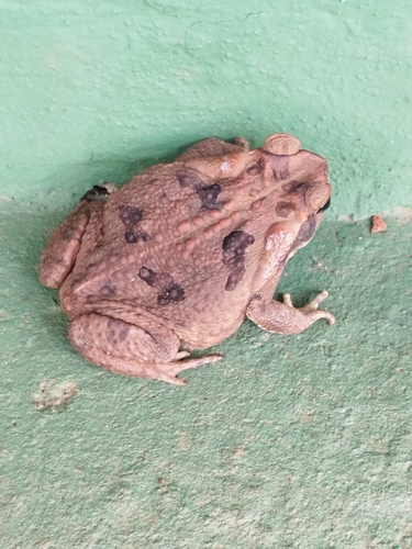 Cururu Toad