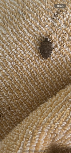 Brown Marmorated Stink Bug