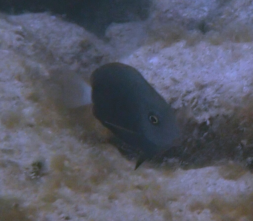 Black surgeonfish