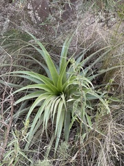 Puya spathacea, photograph (c) Rosario Douglas, some rights reserved (CC BY)