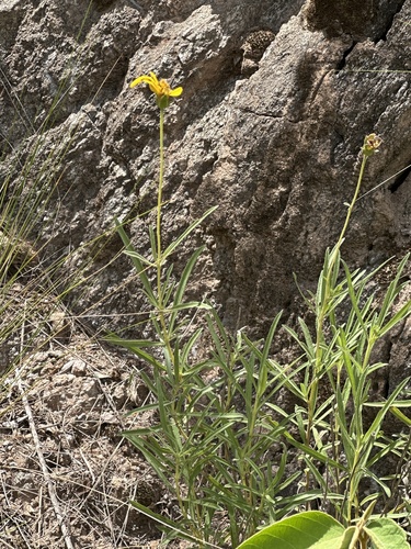 Zexmenia buphtalmiflora