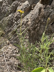 Zexmenia buphtalmiflora