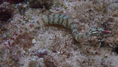 Banded Pipefish photo 3