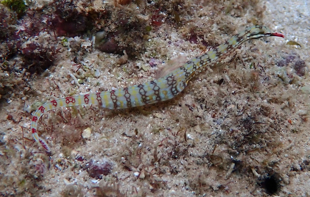 Banded Pipefish