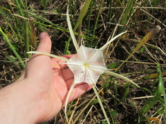 Hymenocallis palmeri
