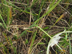 Hymenocallis palmeri