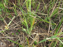Hymenocallis palmeri