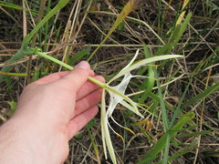 Hymenocallis palmeri