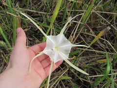 Hymenocallis palmeri