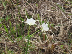 Hymenocallis palmeri