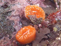 Balanophyllia elegans